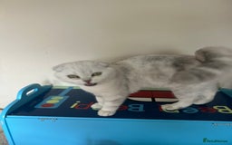 Scottish Fold cats for sale: Kittens Ready for Their Forever Homes - Image 34