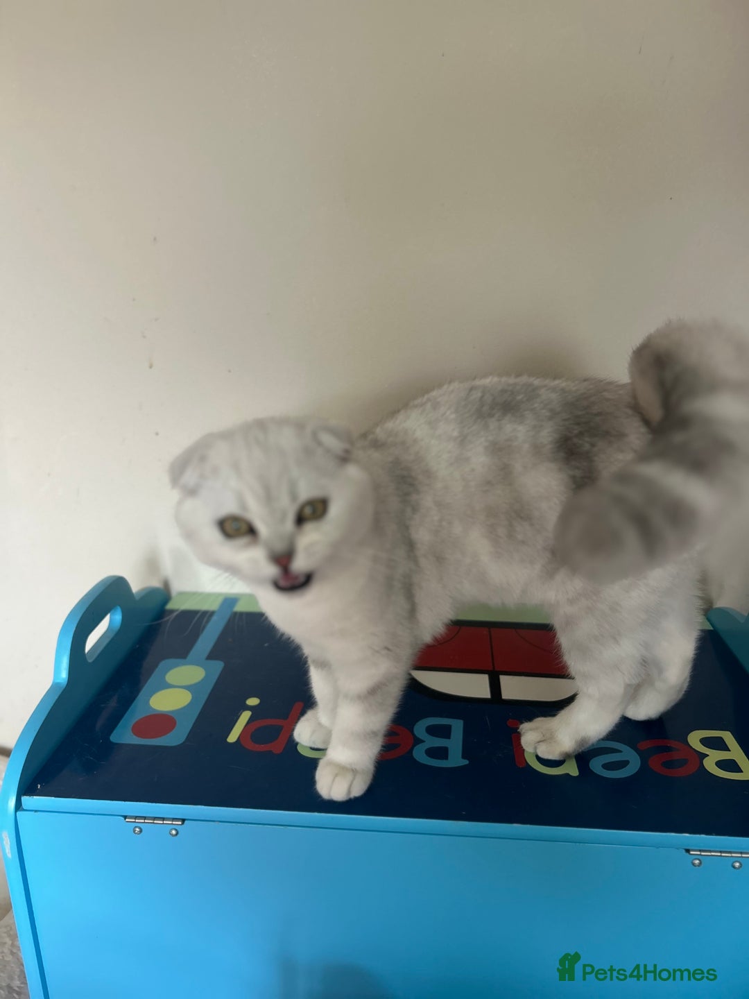 Scottish Fold cats for sale: Kittens Ready for Their Forever Homes - Image 34