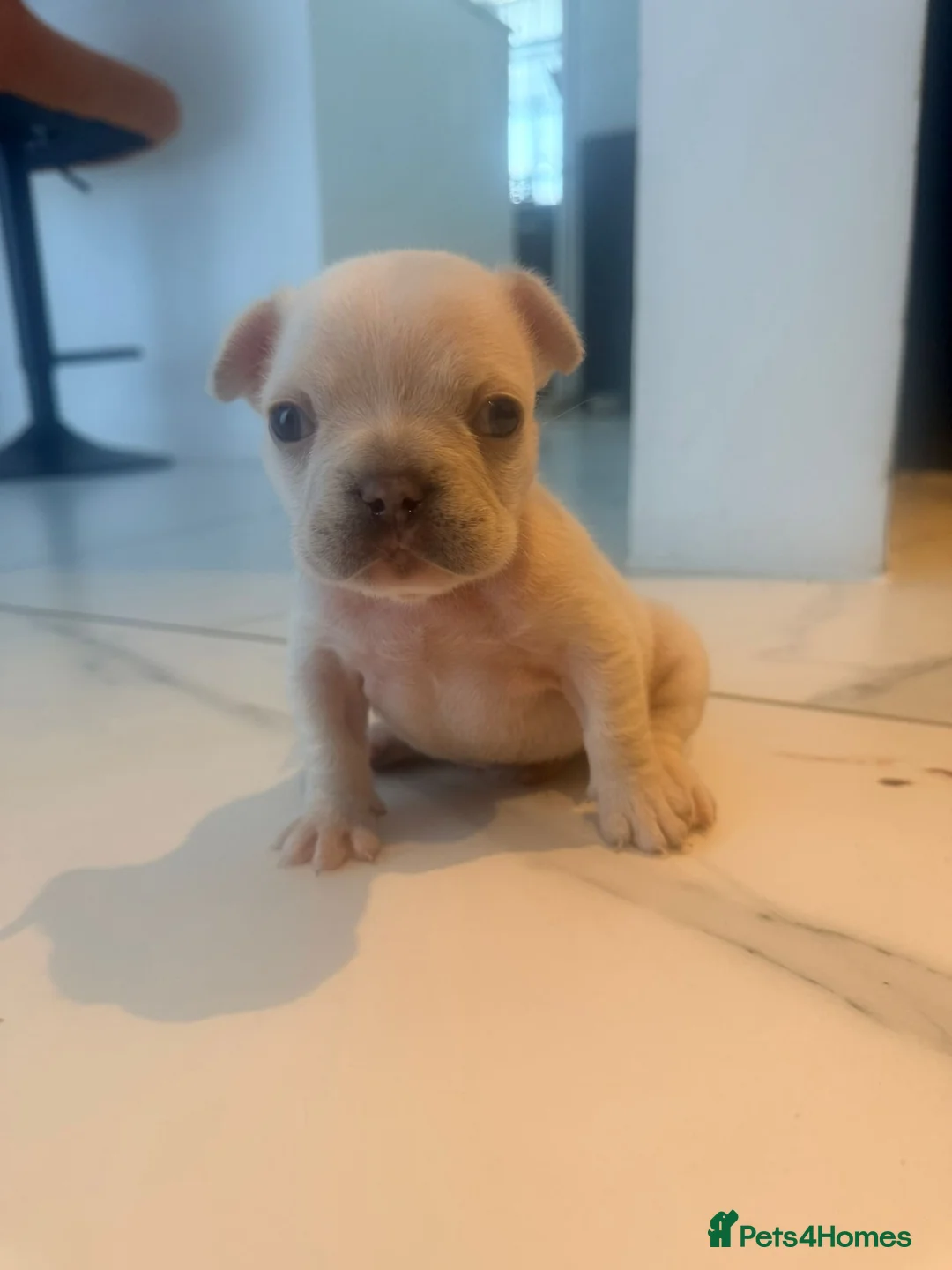 French Bulldog dogs for sale:  KC Registered Platinum French Bulldog Puppy🐾 in Dunstable - Advert 2