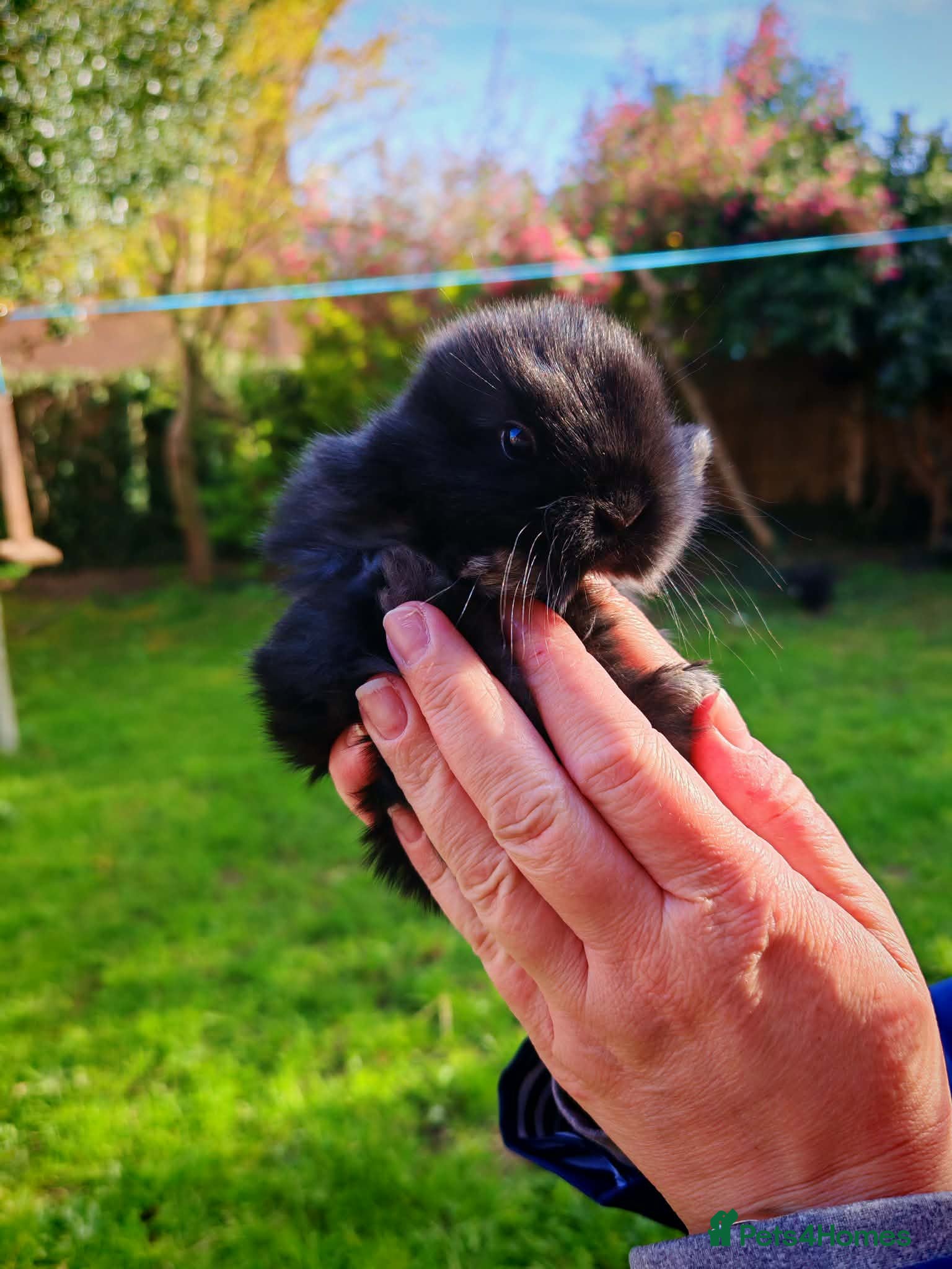 Mini Lop rabbits Mini lops - Advert 18