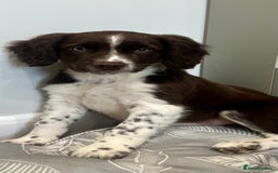 Sprollie dogs for sale: Beautiful Springer Spaniel x Border Collie Puppies - Image 2