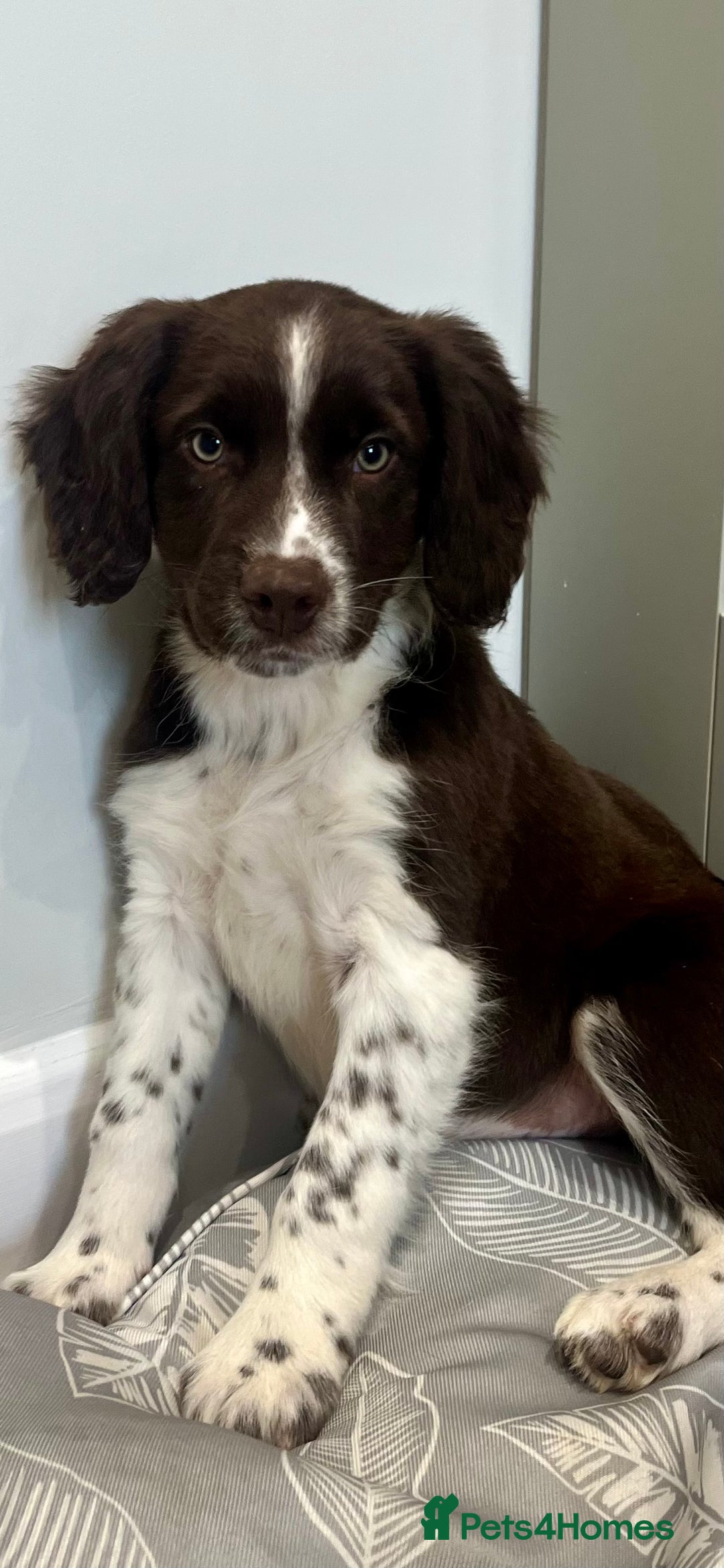 Sprollie dogs for sale: Beautiful Springer Spaniel x Border Collie Puppies - Image 2