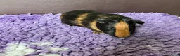 Guinea Pig rodents for sale: Baby Boy Guinea Pigs in Bristol - Advert 6