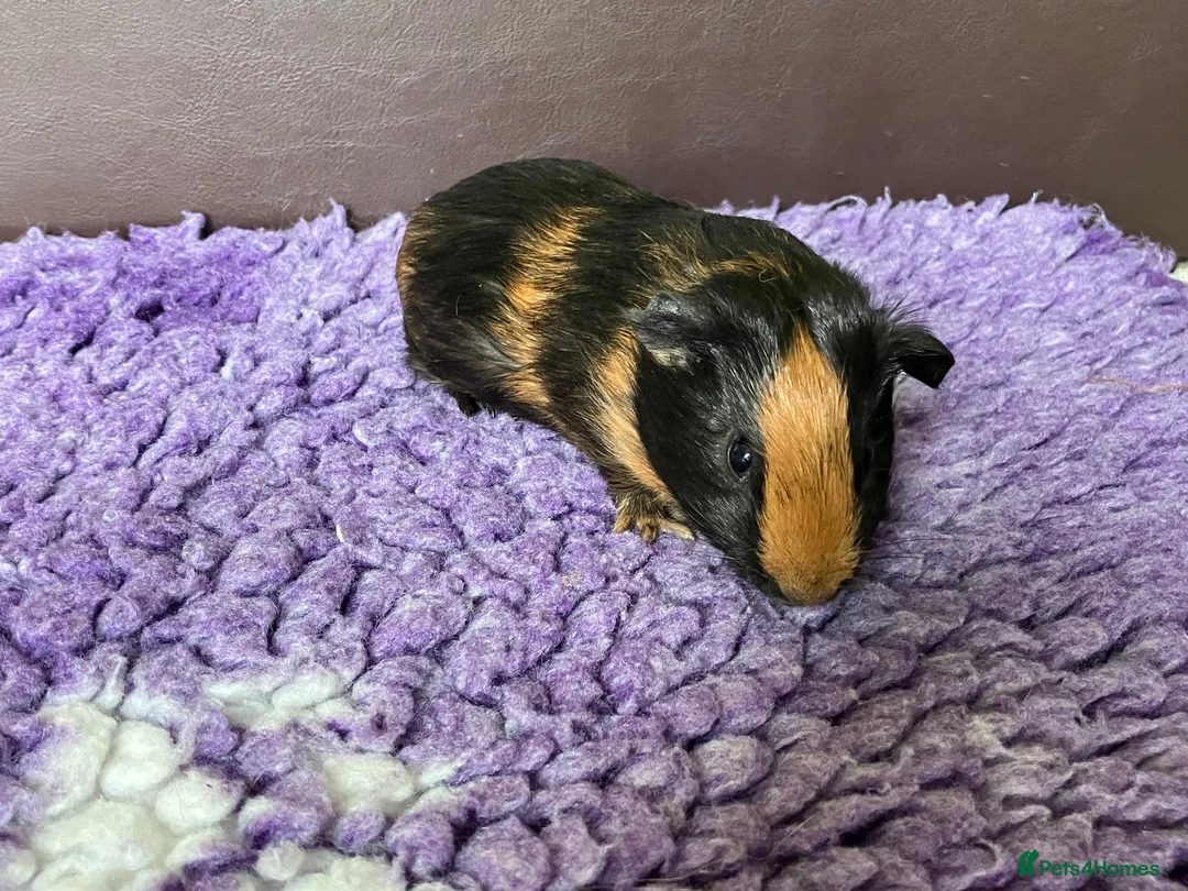 Guinea Pig rodents for sale: Baby Boy Guinea Pigs in Bristol - Advert 6