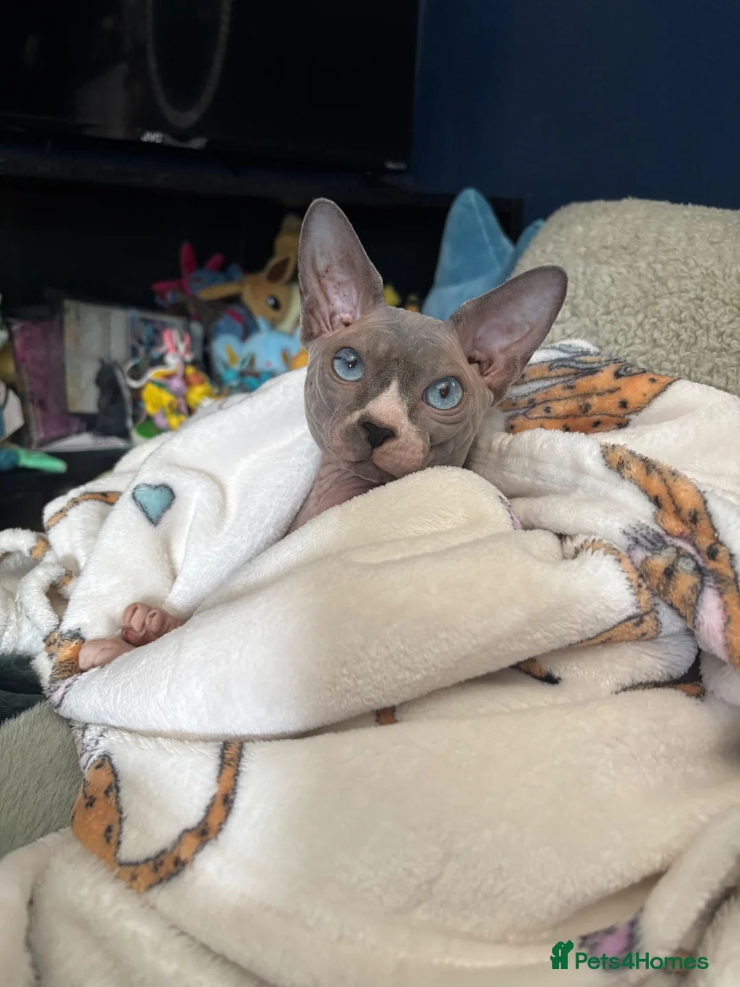 Sphynx cats for stud: TICA registered Sphynx for stud in Slough - Advert 8