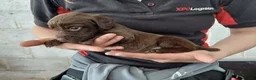 Sprocker dogs for sale: Sprocker pups for sale ( Springer x Cocker) - Advert 1