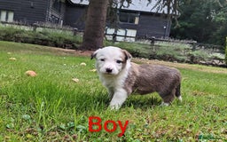 Mixed Breed dogs for sale: Welsh Collie/Border Collie puppies for sale - Image 2