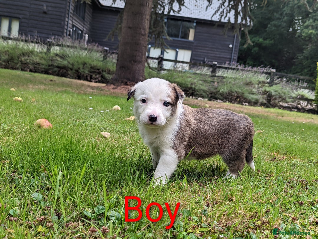 Mixed Breed dogs for sale: Welsh Collie/Border Collie puppies for sale - Image 2