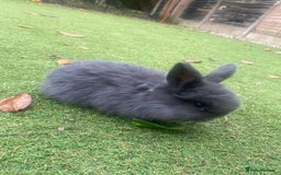 Mini Lop rabbits for sale: Beautiful mini lop bunnies 😍🐰 - Image 9