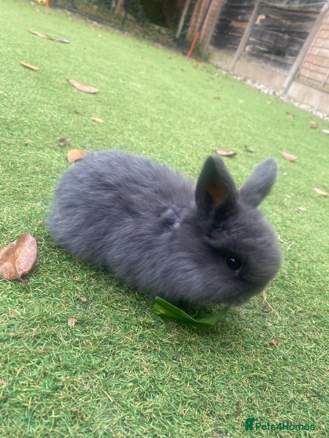 Mini Lop rabbits for sale: Beautiful mini lop bunnies 😍🐰 - Image 9