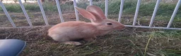 Continental Giant rabbits for sale: Continental giant rabbits  - Advert 13