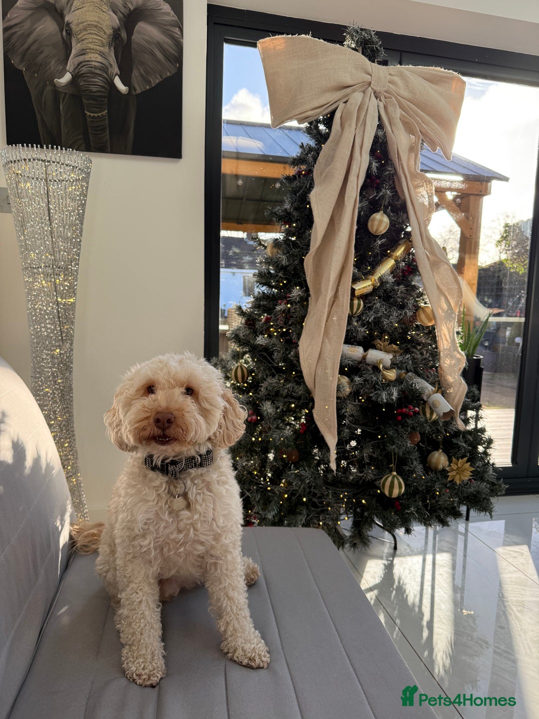 Mixed Breed dogs for sale: Ace is looking for his forever home! - Advert 4