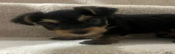 Yorkshire Terrier dogs for sale: 😍 Yorkshire terrier puppies 😍 - Advert 9