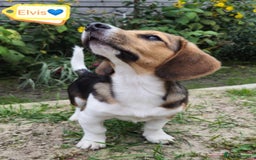 Beagle dogs for adoption: 💙🐶 ELVIS 🐶💙 - Image 5