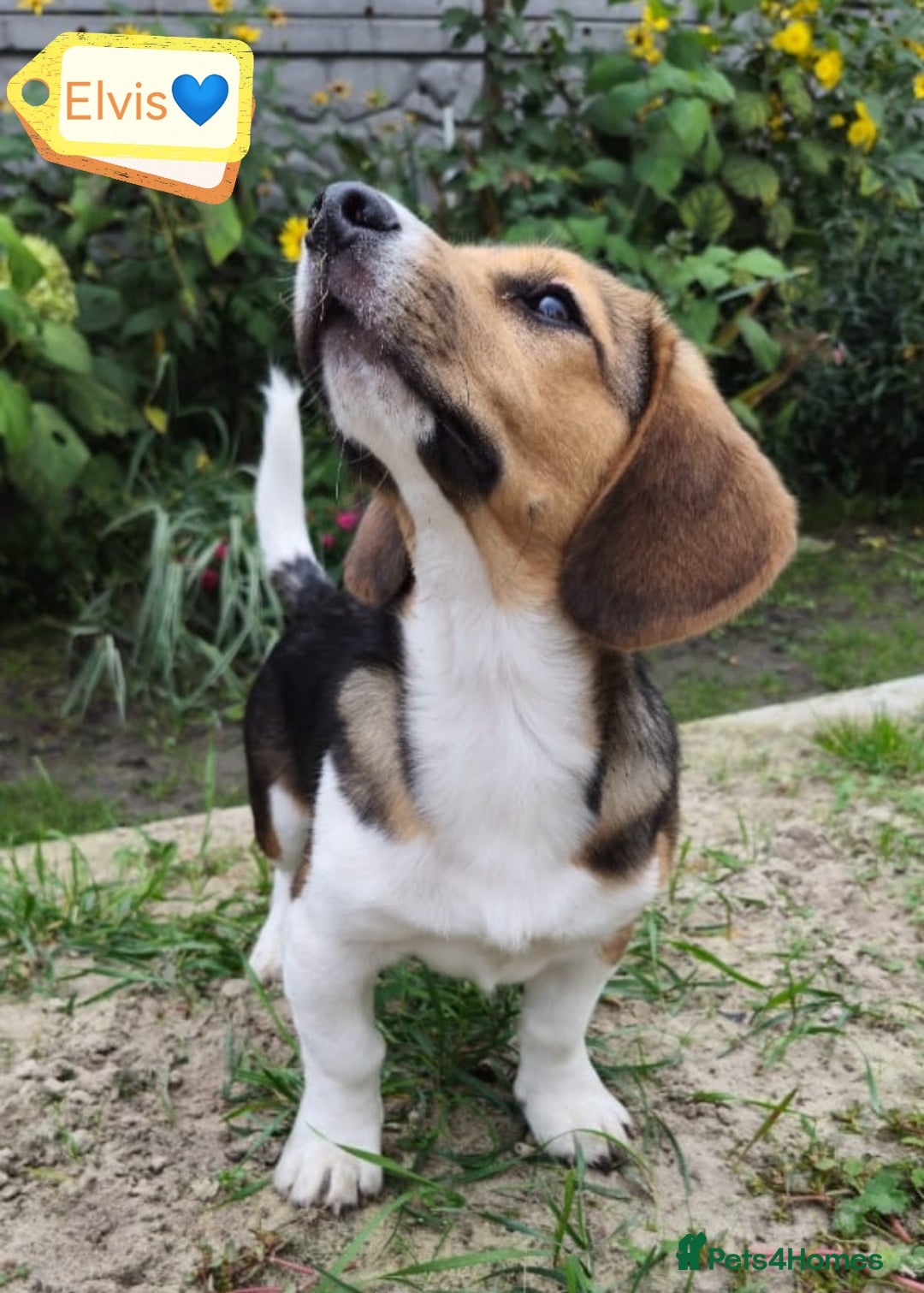 Beagle dogs for adoption: 💙🐶 ELVIS 🐶💙 - Image 5