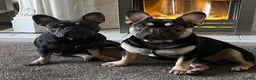 French Bulldog dogs for sale: 2 pedigree french bulldog girls  in Birmingham - Advert 7