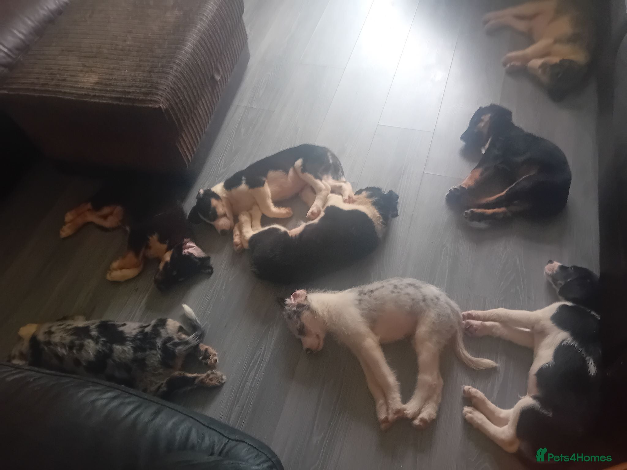 Mixed Breed dogs Collie puppies - Advert 12