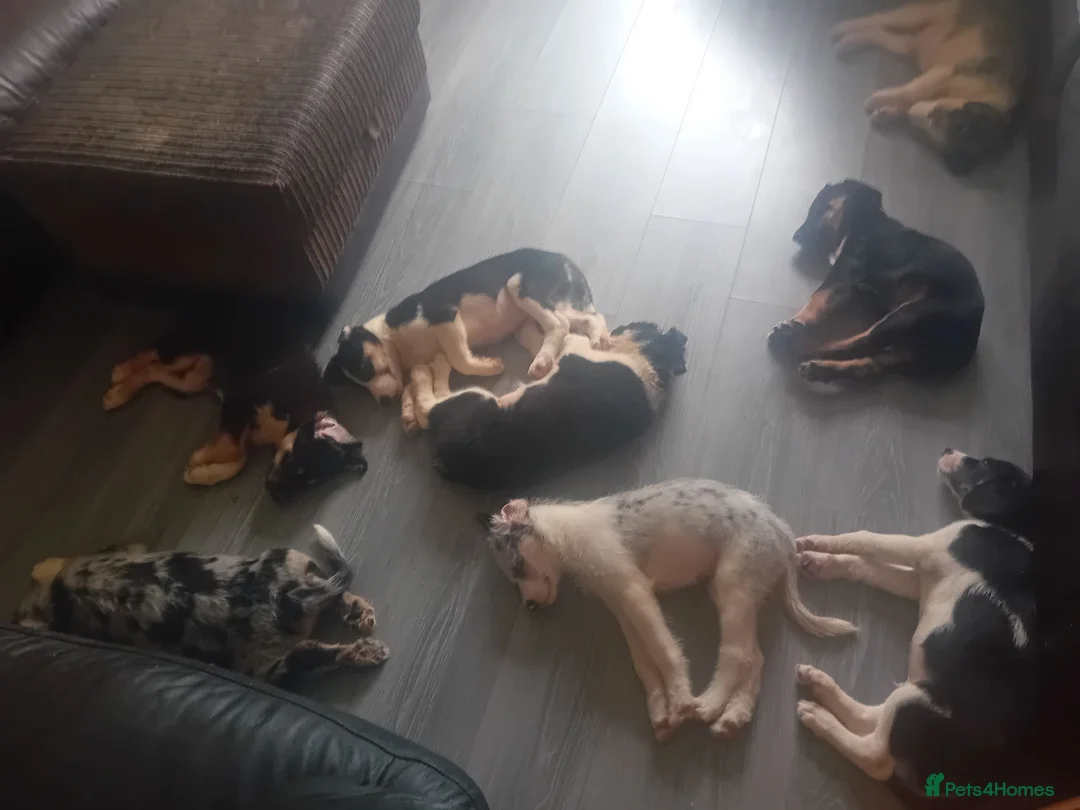 Mixed Breed dogs for sale: Collie puppies - Advert 1