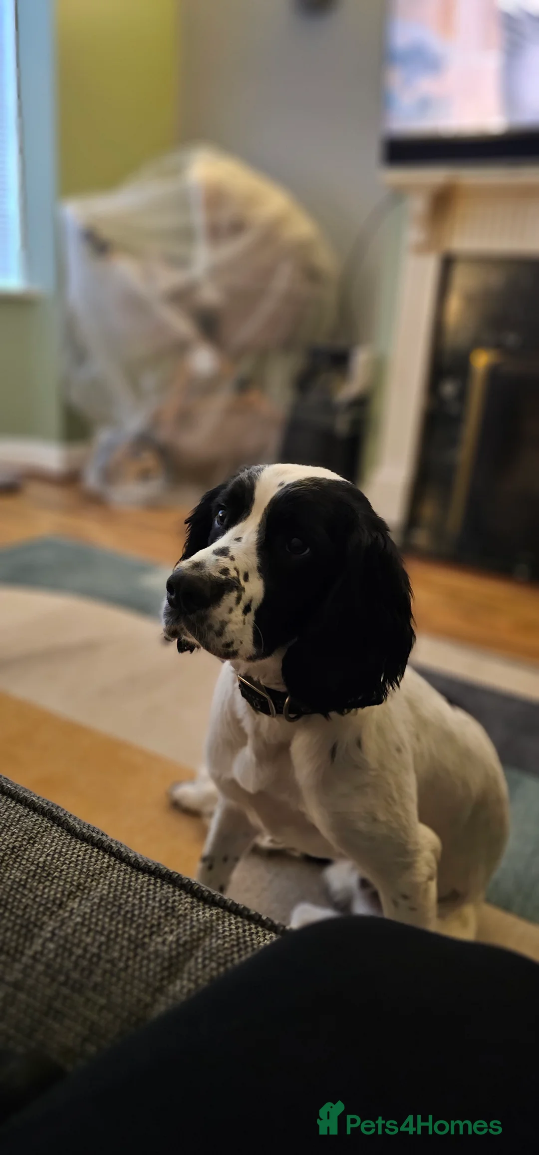 English Springer Spaniel dogs for sale: MEET ARLO (English Springer) 2 years old - Advert 7