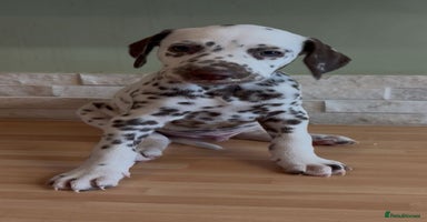 Dalmatian dogs - Advert 10