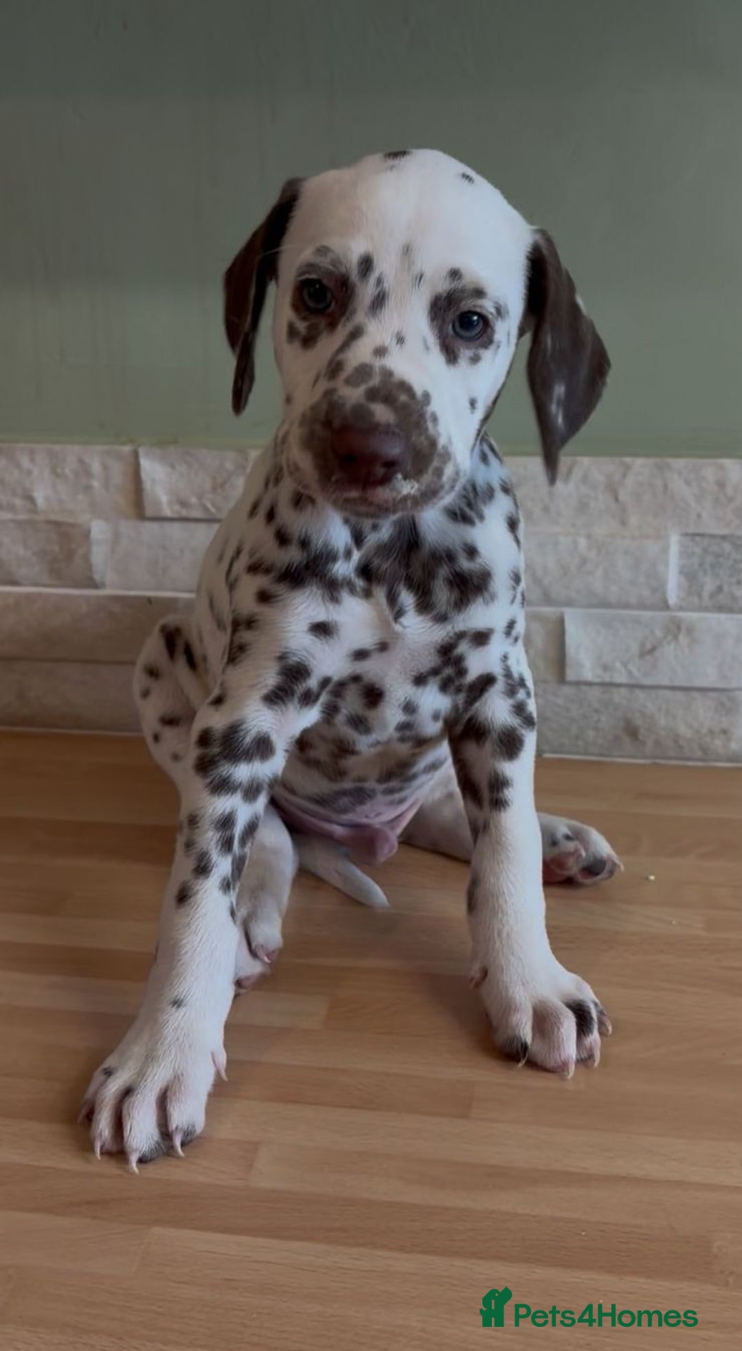 Dalmatian dogs for sale: 2 handsome chunky liver spotted boys  - Image 3