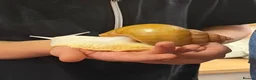 Snails invertebrates for sale: Baby Giant African Land Snails – Available Now 🐌 - Advert 2