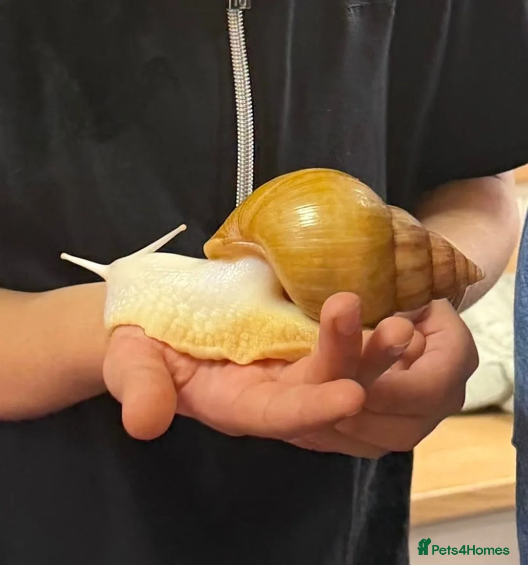 Snails invertebrates for sale: Baby Giant African Land Snails – Available Now 🐌 - Advert 2