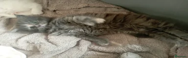 Maine Coon Kitten 1