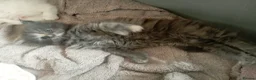 Maine Coon cats for sale: Blue tortie w/ white polydactyl Maine coon kitten - Advert 3