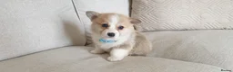 Welsh Corgi Pembroke dogs for sale: 8 Beautiful Kc Welsh Corgi puppies ready soon... - Advert 3