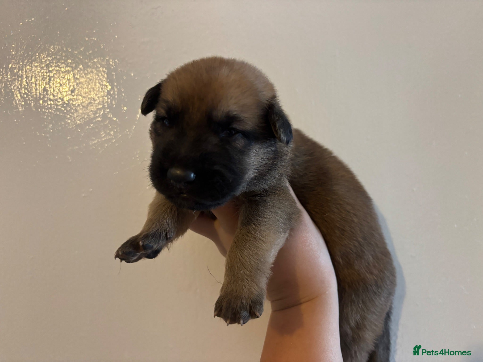 German Shepherd dogs Dutch X German Shepherd pups - Advert 2
