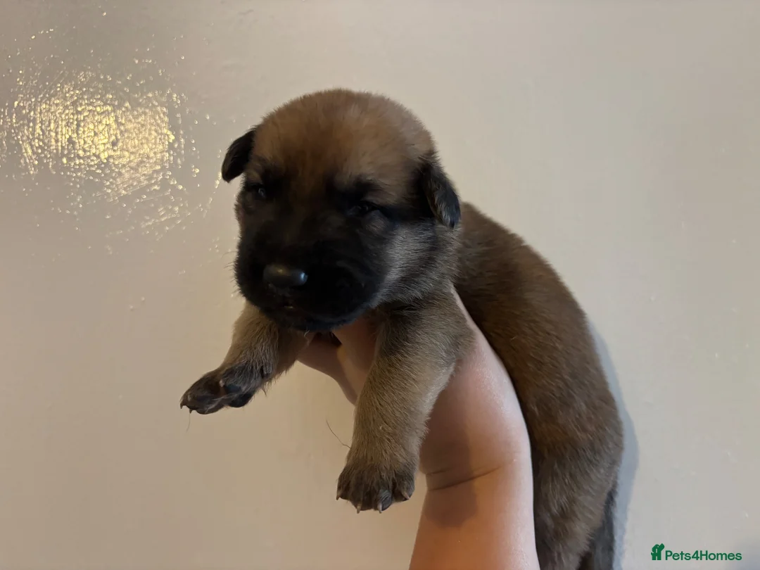 German Shepherd dogs for sale: Dutch X German Shepherd pups in London - Advert 1