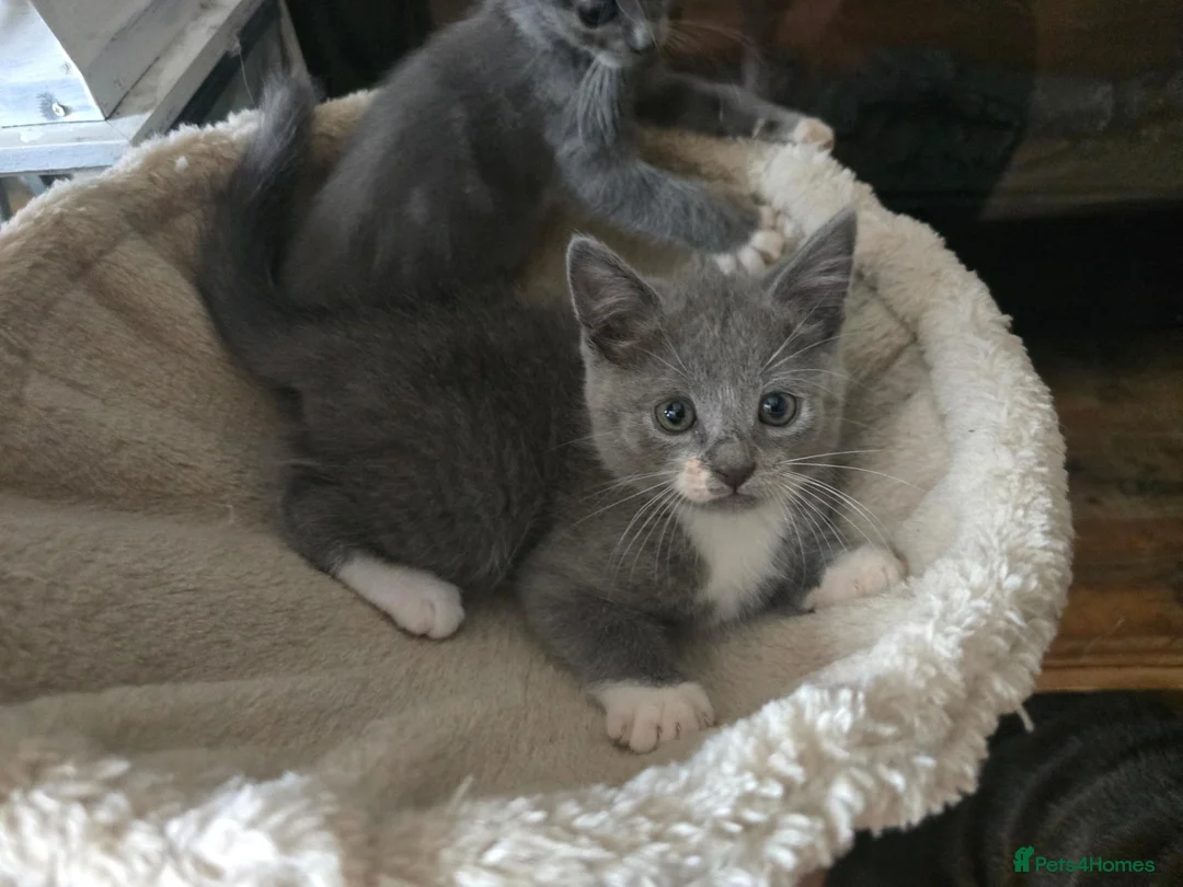 Mixed Breed cats for sale: Gorgeous playfull kittens - Advert 1