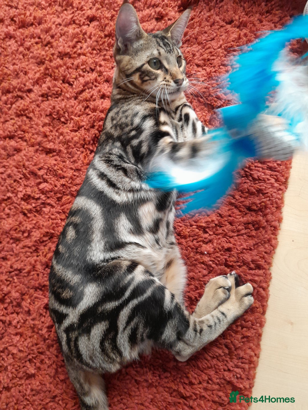 Savannah cats for sale: SOLD Pedigree TICA Reg F5 Savannah Boy Kitten - Image 22