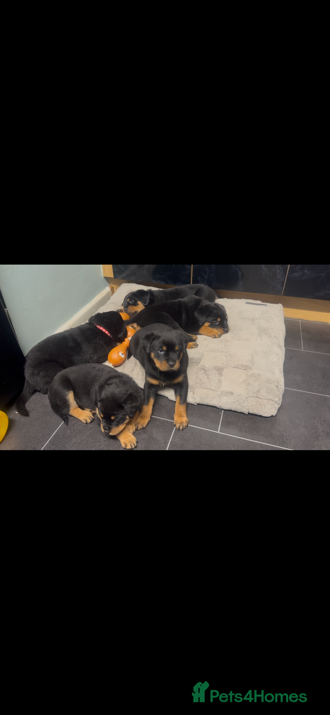 Rottweiler dogs for sale:  adorable Rottweiler puppy - Advert 4