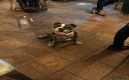 English Bulldog dogs for sale: English Bulldog Puppies - Image 9