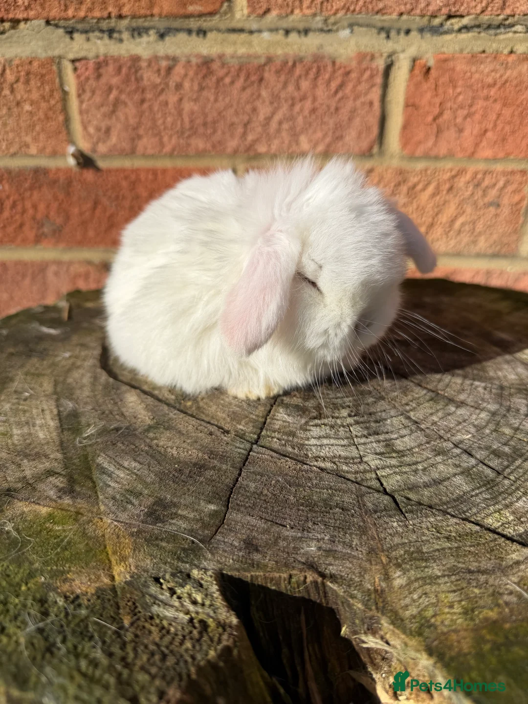 Mini Lop rabbits for sale: Mini Lops available - Advert 4