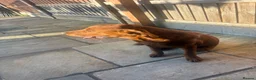 Labrador Retriever dogs for sale: Fox Red Lab For Sale in Middlewich - Advert 9