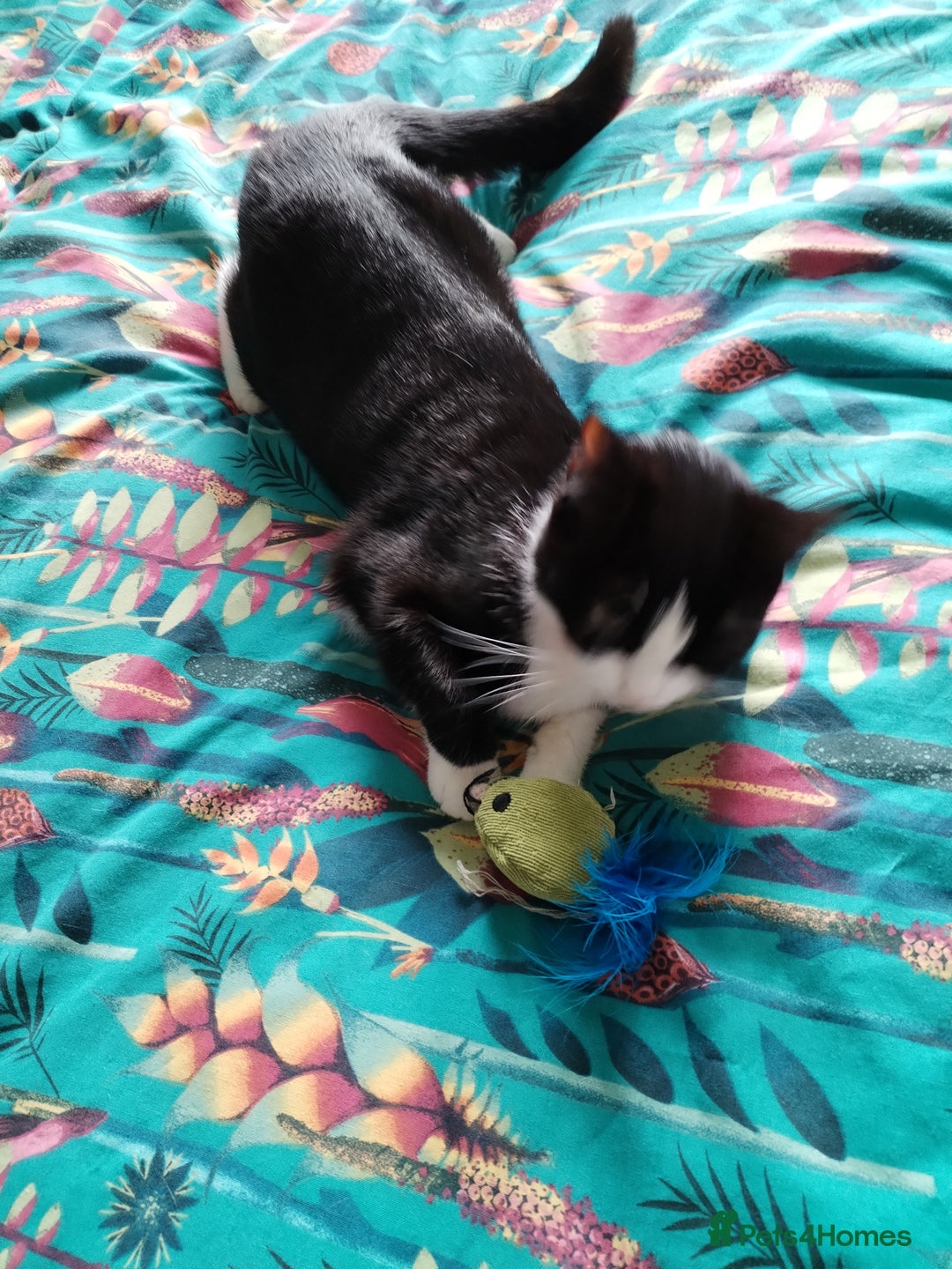 Domestic Shorthair cats for sale: Lovely little cat  - Image 4