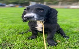 Cocker Spaniel dogs for sale: Playful Cocker Girl, Ziggie, HEALTH TESTED PARENTS - Image 3