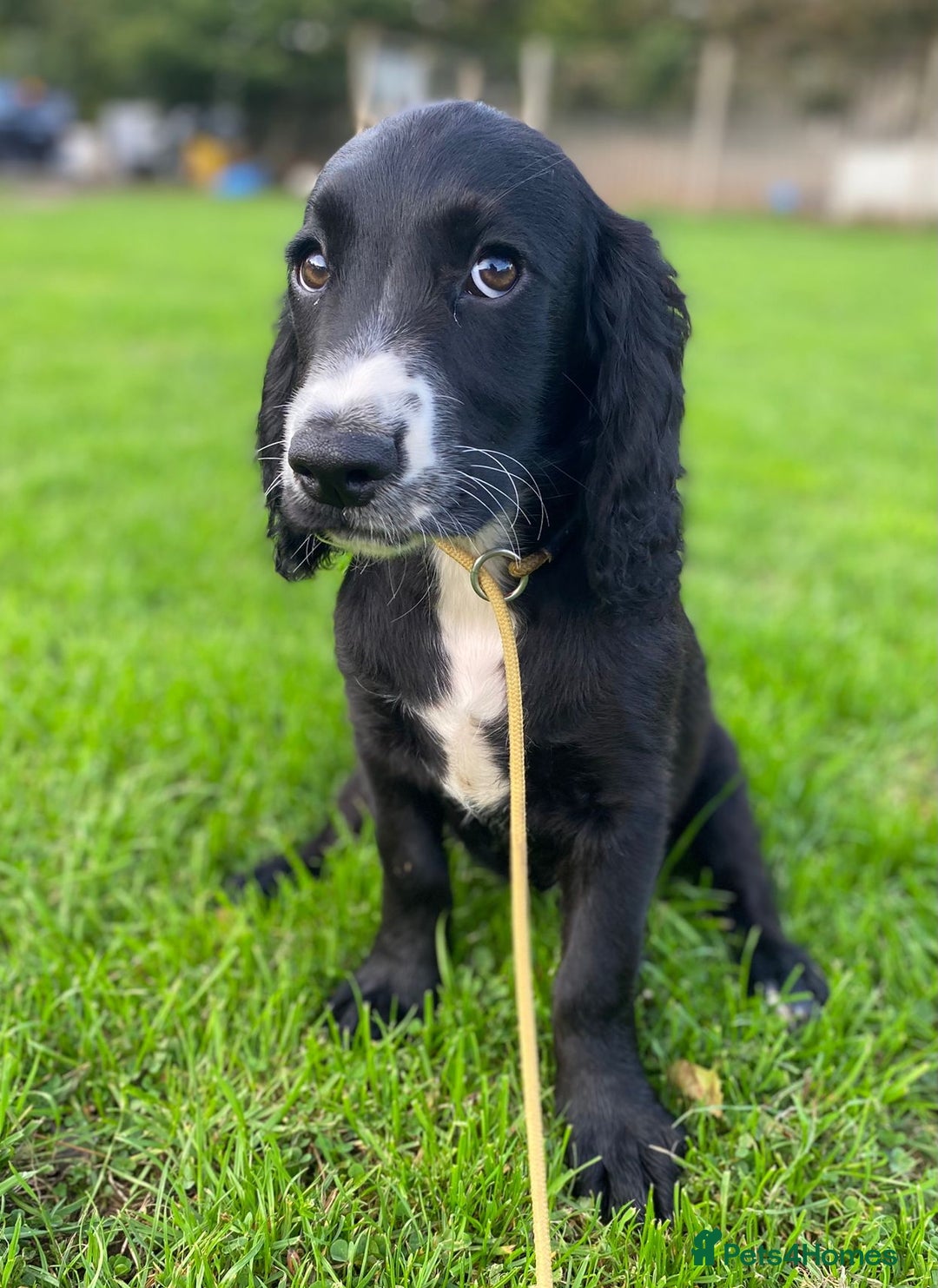 Cocker Spaniel dogs for sale: Playful Cocker Girl, Ziggie, HEALTH TESTED PARENTS - Image 3