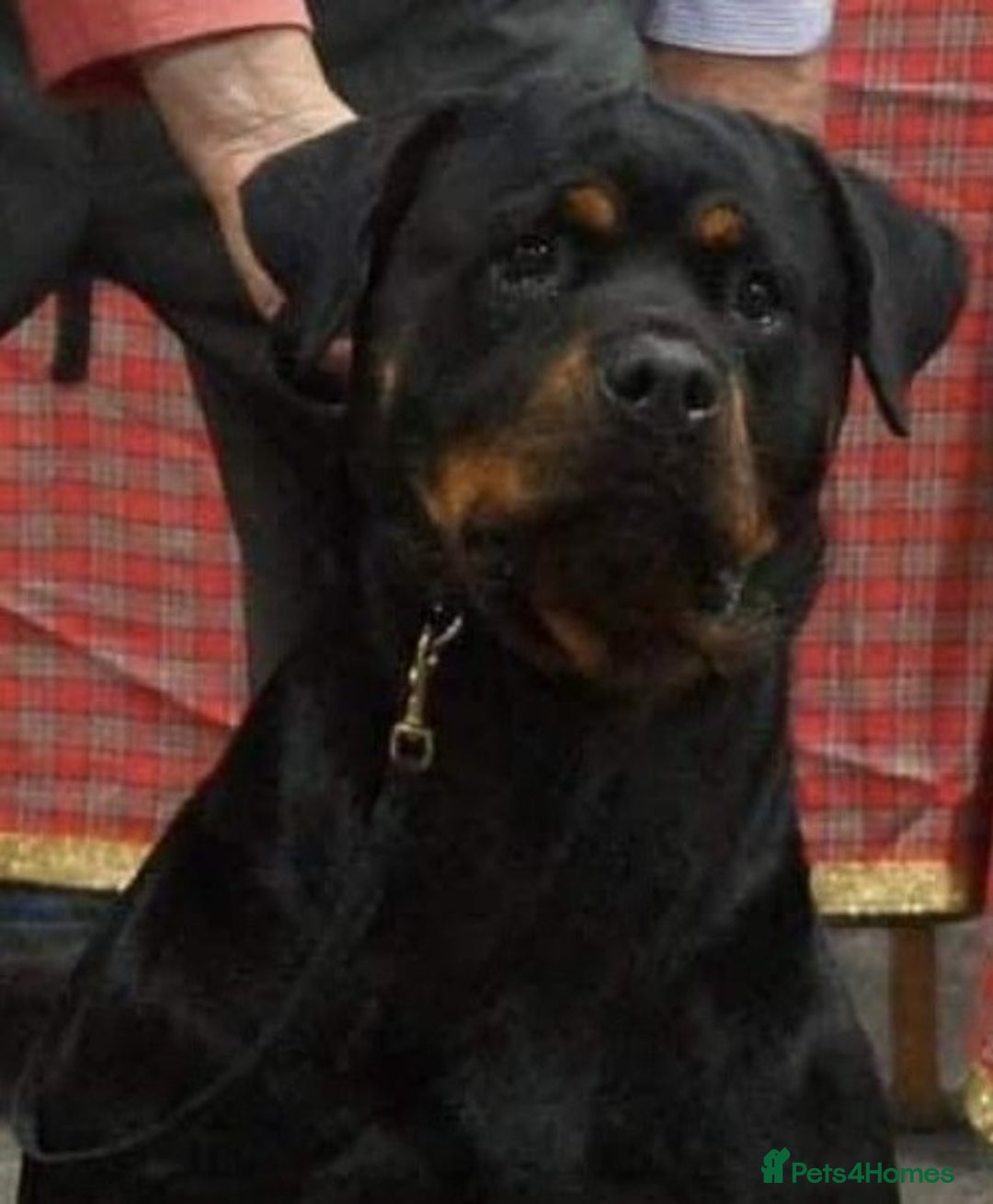 Rottweiler dogs for sale: Suberbly bred pedigree rottweiler puppies  - Advert 9