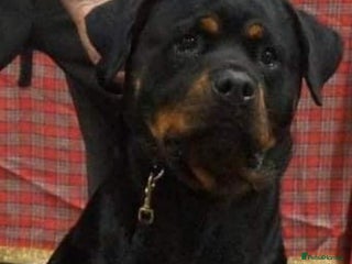Rottweiler dogs Suberbly Bred KC Registered Rottweiler Puppies - Advert 5