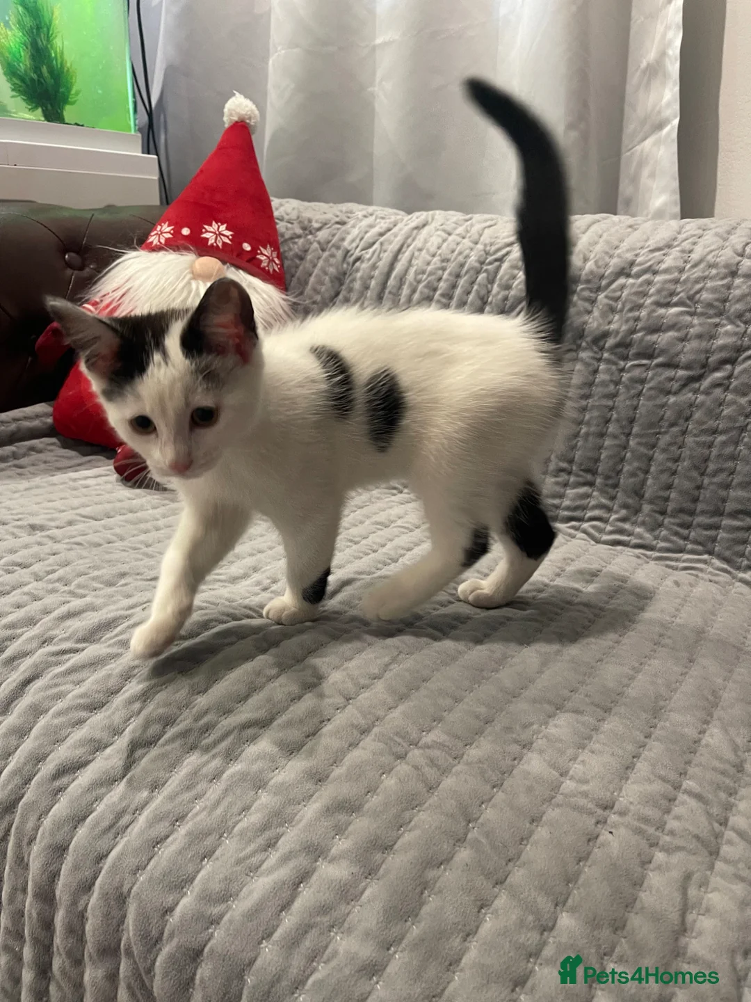 Mixed Breed cats for sale: 3 adorable kitten ready to go  - Advert 1