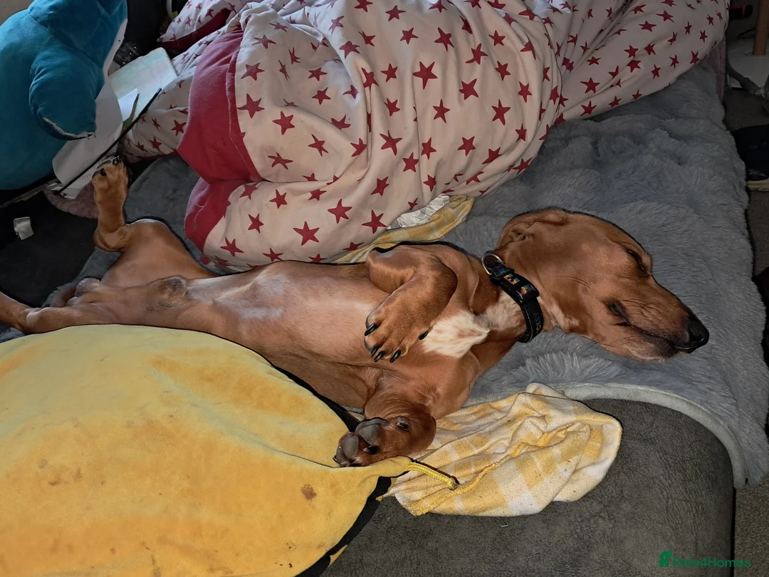 Dachshund dogs for sale: Dachshund for sale - Advert 5