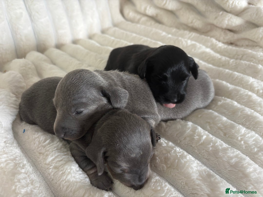 Miniature Dachshund dogs for sale: Stunning miniature dachshunds - Image 11