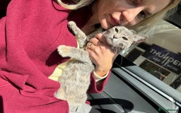 Mixed Breed cats for adoption: Catarina for adoption - Advert 5