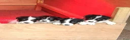 Border Collie dogs for sale: Border Collie Pups  - Advert 1