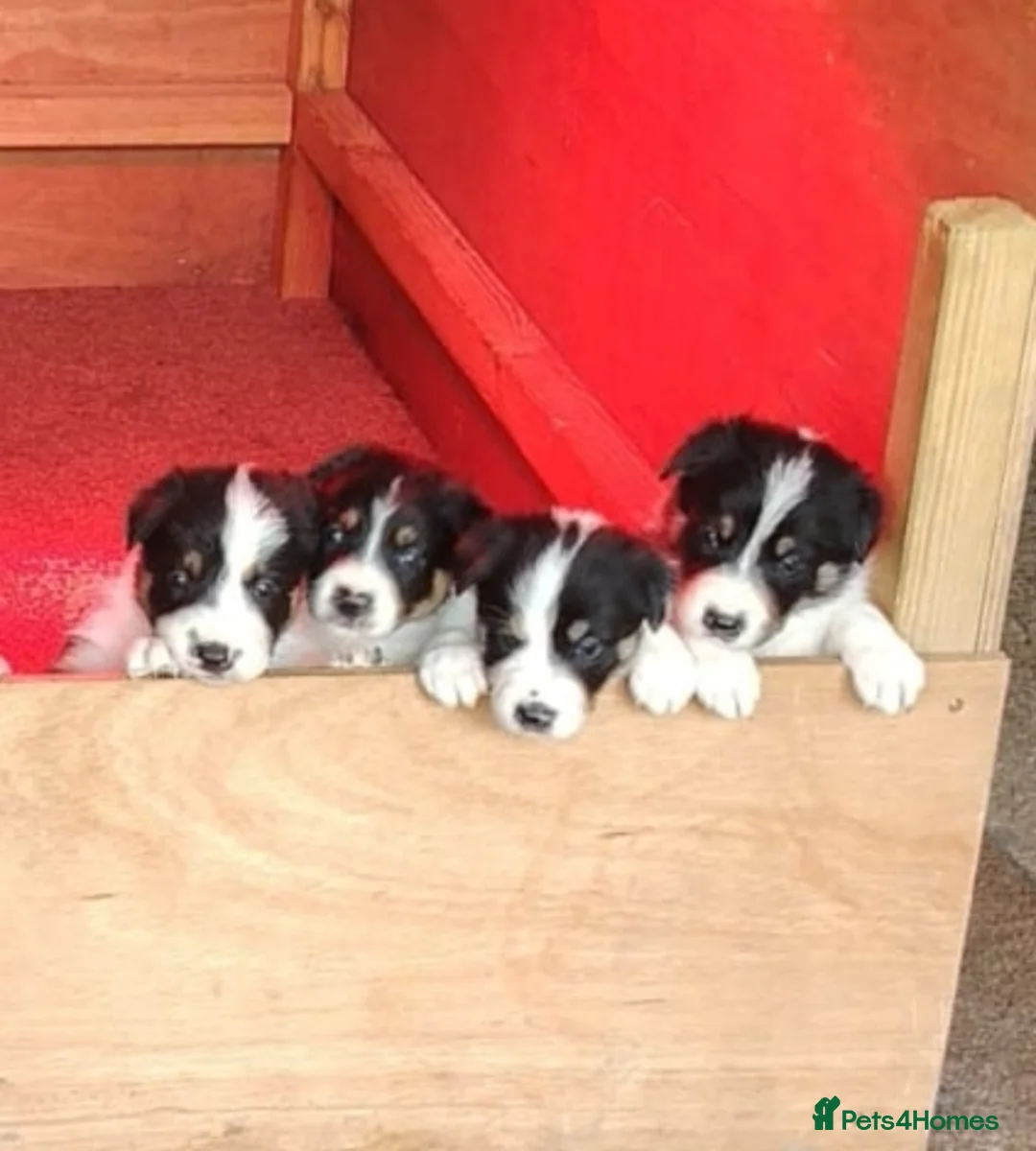 Border Collie dogs for sale: Border Collie Pups  - Advert 1