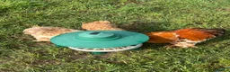 Chickens poultry for sale: PEKIN CHICKS - Advert 4